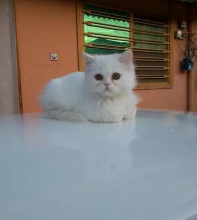 PERSIAN CAT