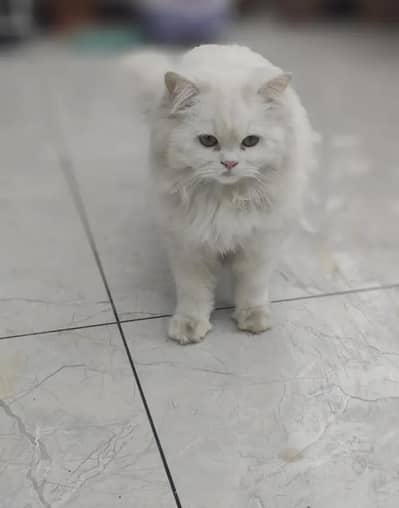 persian cat for sale