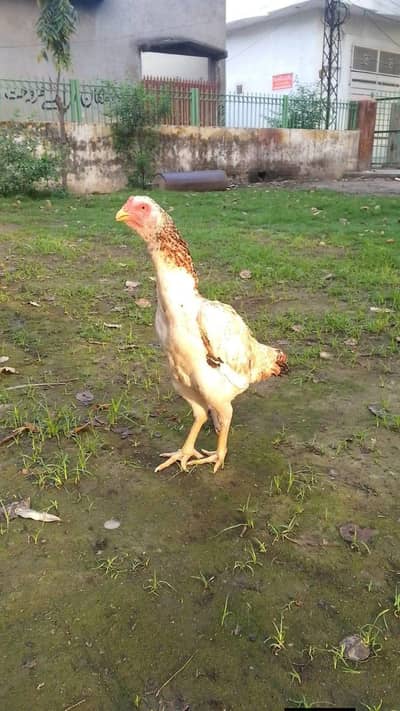 Japanese madi for sale location Gujranwala rahwali cantt ready to