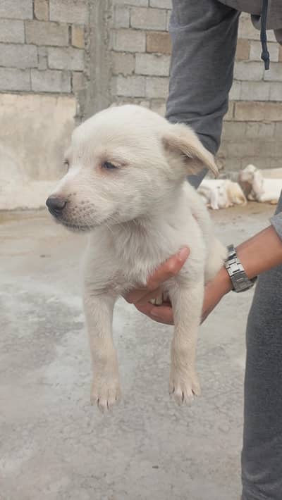 looking for home for 2 month old puppies for sale 2 female 3 male