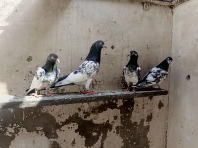 taddy pair and taddy male or farozopri female