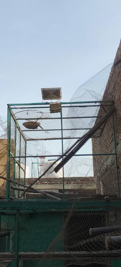 Pigeon Cage