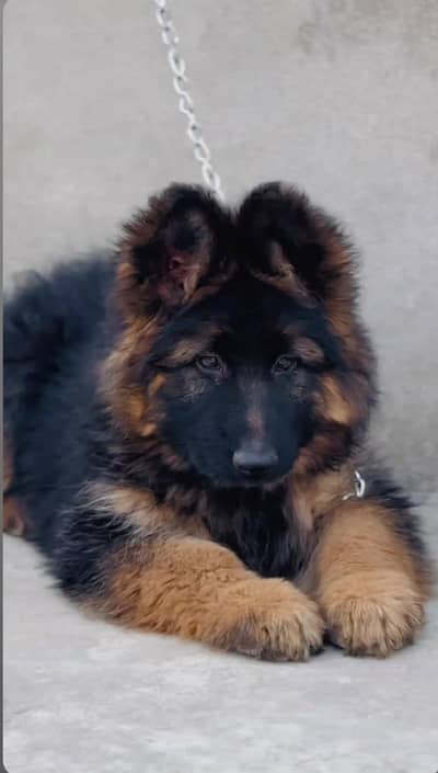 German Shepherd pappi bhaijaan