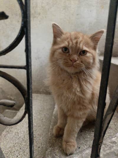 persian kitten for sale