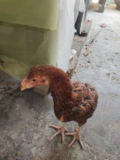 aseel murgi for sale