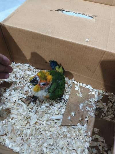 Sun conure chick