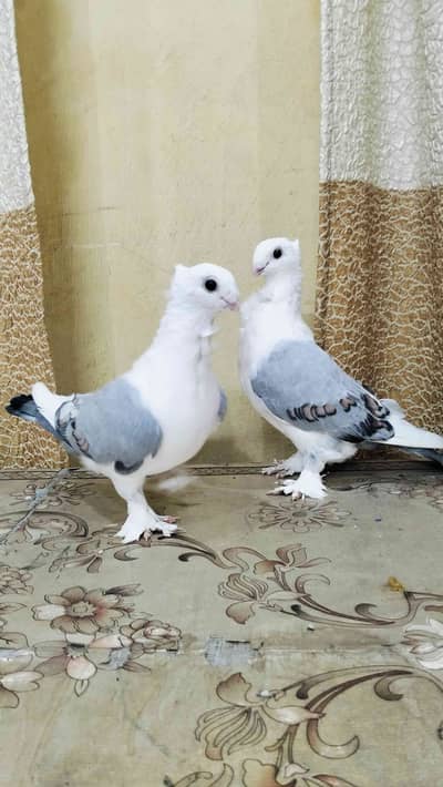 M.TALHA 59900