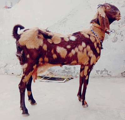 Goat for sale sheri breeder