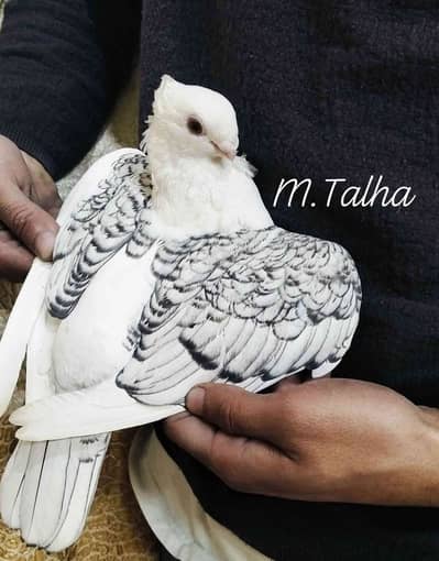M.TALHA 505