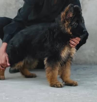 German Shepherd bhaijaan original