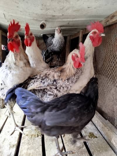 Eggs laying Golden Misri,