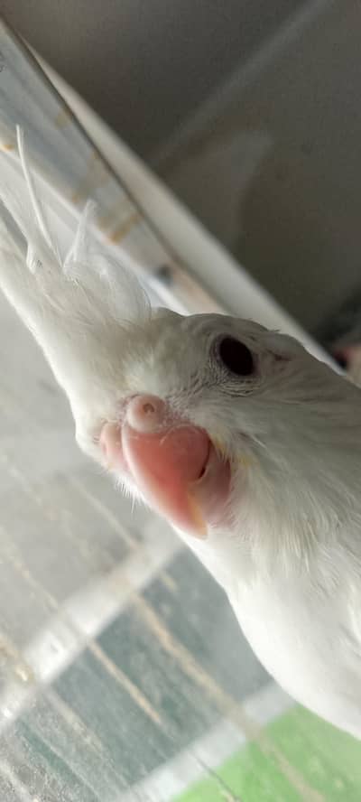 Eno white coactail chick for sale