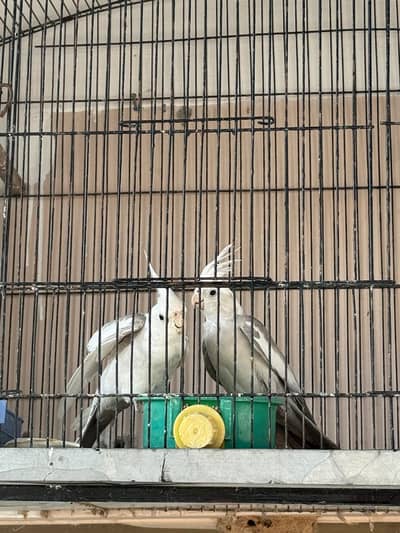 Eno Pied Breeder Pair