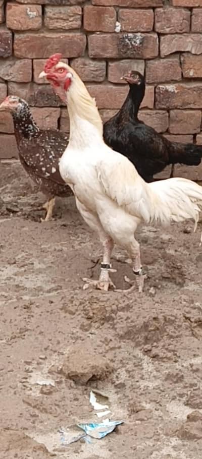 jiss Bhai na Lena ha wo hi rabta kary