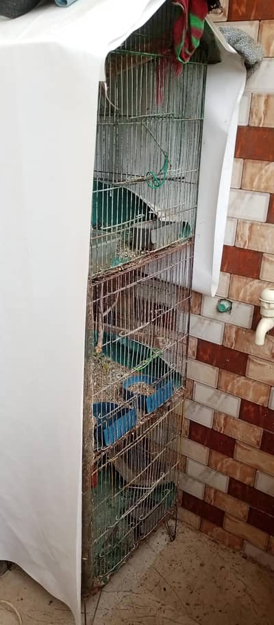 pinjra 3 steps with love birds and java pairs