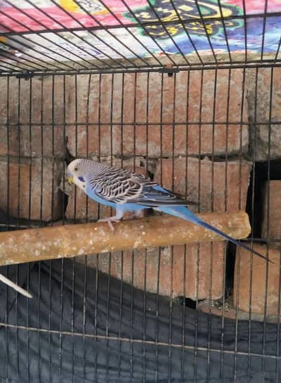 Budgies 1 pair and single maleavailable. Eno red eye female available.