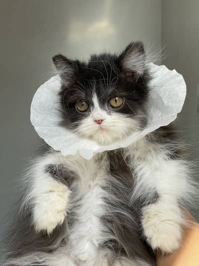 Persian semi punch peke kittens