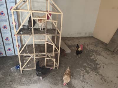 Selling Hens 4 Murghiyan, 2 Murghay