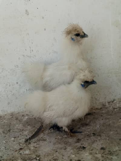 White silkie pair