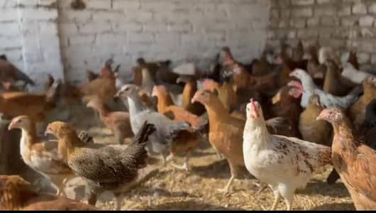 Golden Misri Hens for Sale – Healthy Desi Murghiyan (900 Rs/kg)