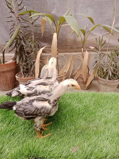 shamo blue,white,,black Dragon