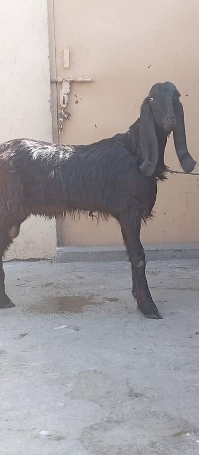 Male Goat For Qurbani 2026