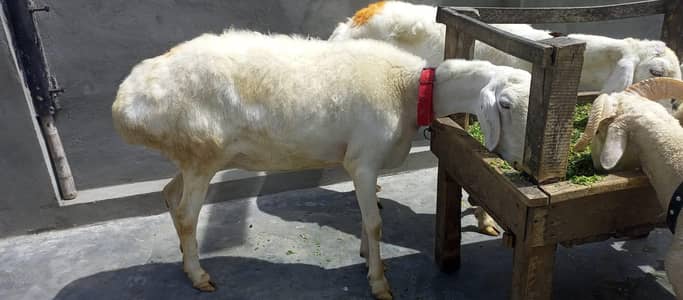 Sale 2 Female Dumbiya