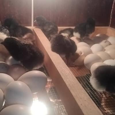 chiks for sale or exchange