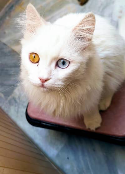 Turkish Angora Male for Adoption  (CHENAB NAGAR)