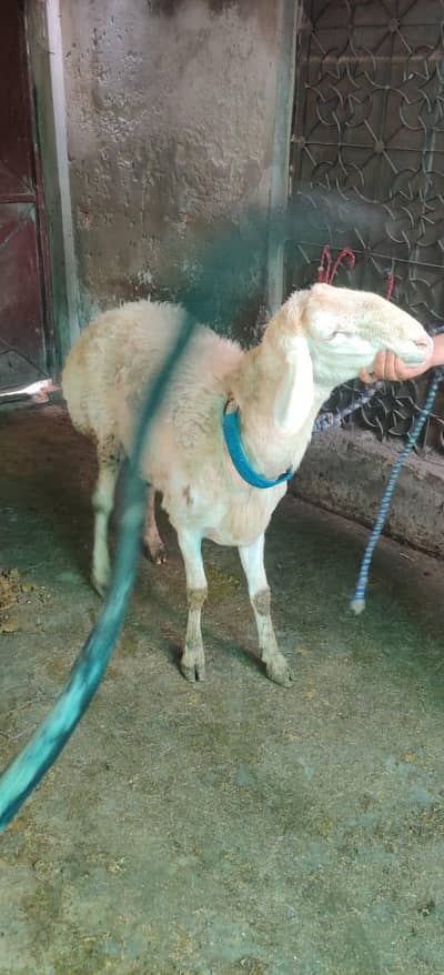 heavy weight white dumba for sale