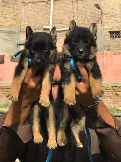 German Shepherd puppy | Long Coat puppies | Dog For Sale | GSD