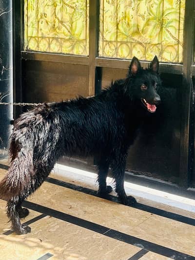 Belgian shepherd trained female dog for sell