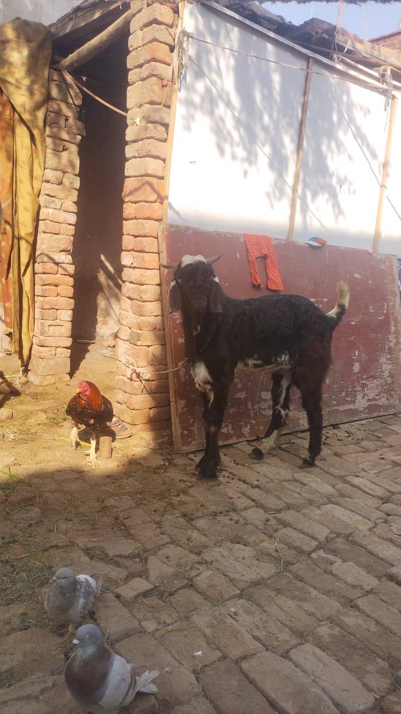 Bakra ready for eid 0