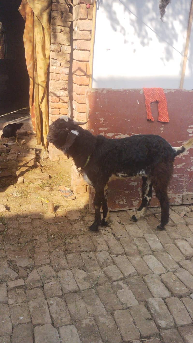 Bakra ready for eid 1