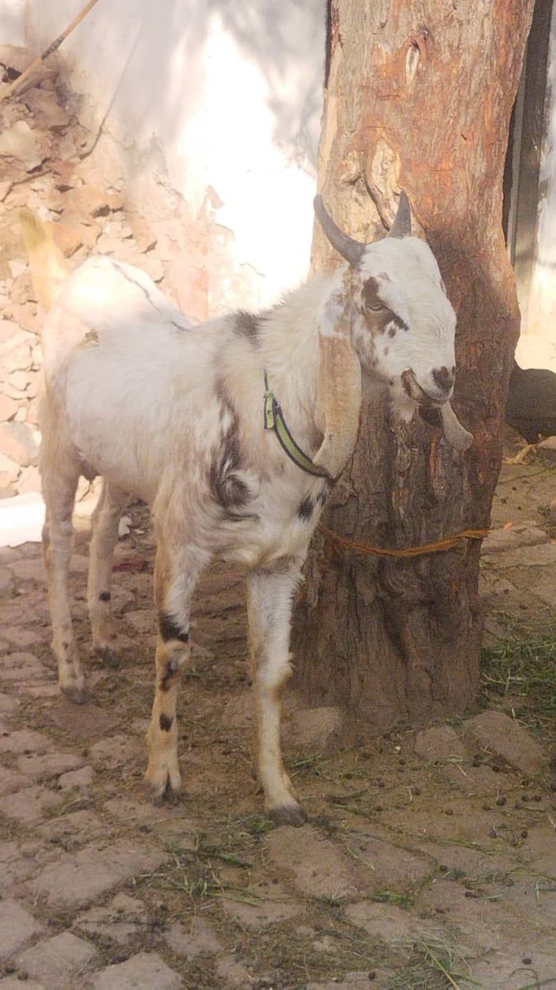 Bakra ready for eid 2