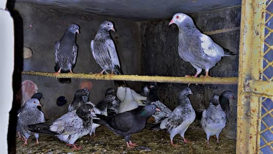 kabutr k 0 kali k bachun k liye rabta karin