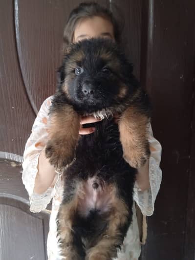 German shepherd pedigreed puppies 03014615555
