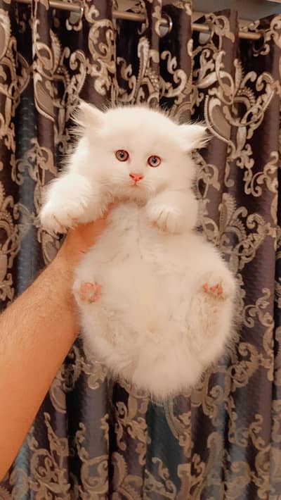 rare odd eyes male kitten available for sale