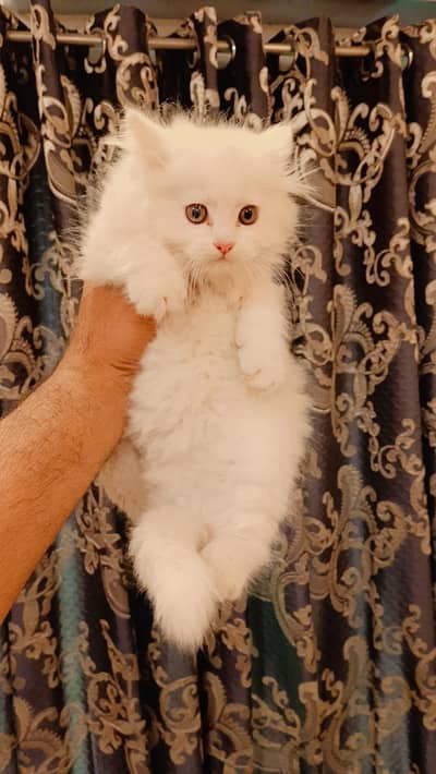 rare odd eyes male kitten available for sale