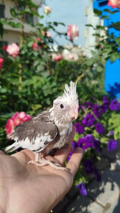 Proper Handtamed Cocktail Available Best Age For Handtamed