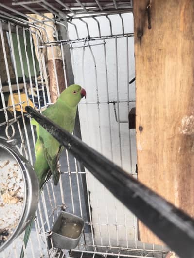 Breeder Female Guaranteed