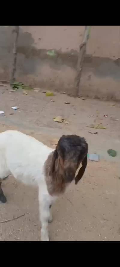 Goat kids for sale 2 months