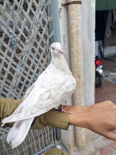 Hand tame pigeon baby