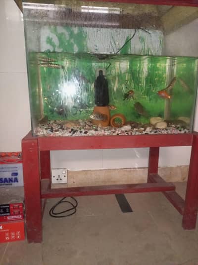 Aquariums with Stand