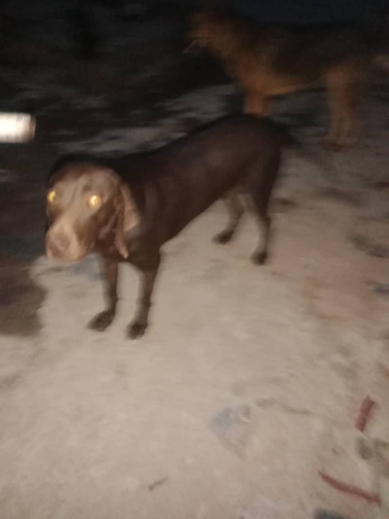 orignal pointer  brown 0