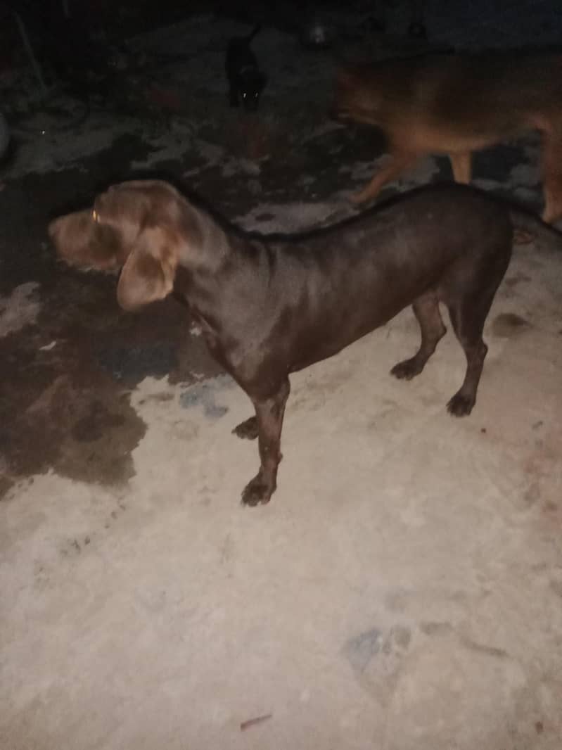 orignal pointer  brown 1