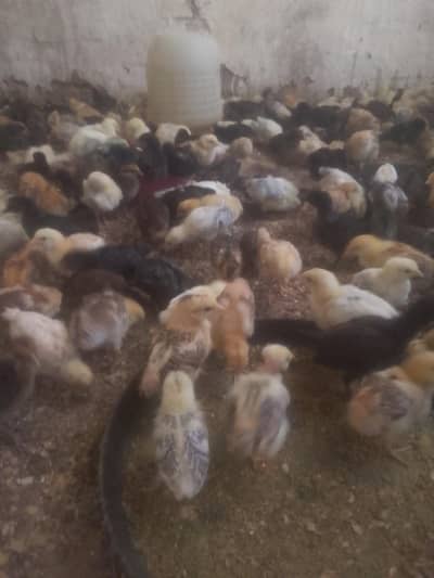 Golden misri chozy ready for sale