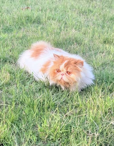 Stud service available in mandi bhawildin