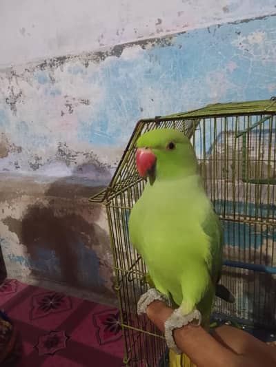 ​گھر کا پلا ہوا پیارا مٹھو، ارجنٹ سیل