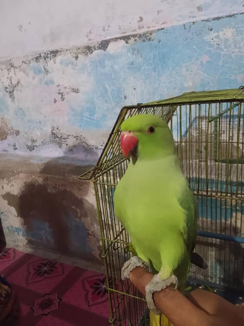 ​گھر کا پلا ہوا پیارا مٹھو، ارجنٹ سیل 0